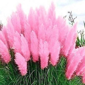 Puede incluir: Primer plano de plumas de hierba de la Pampa rosa. Las plumas tienen una textura suave y plumosa y son de un color rosa brillante. Se destacan sobre un fondo de hierba verde y un cielo claro.