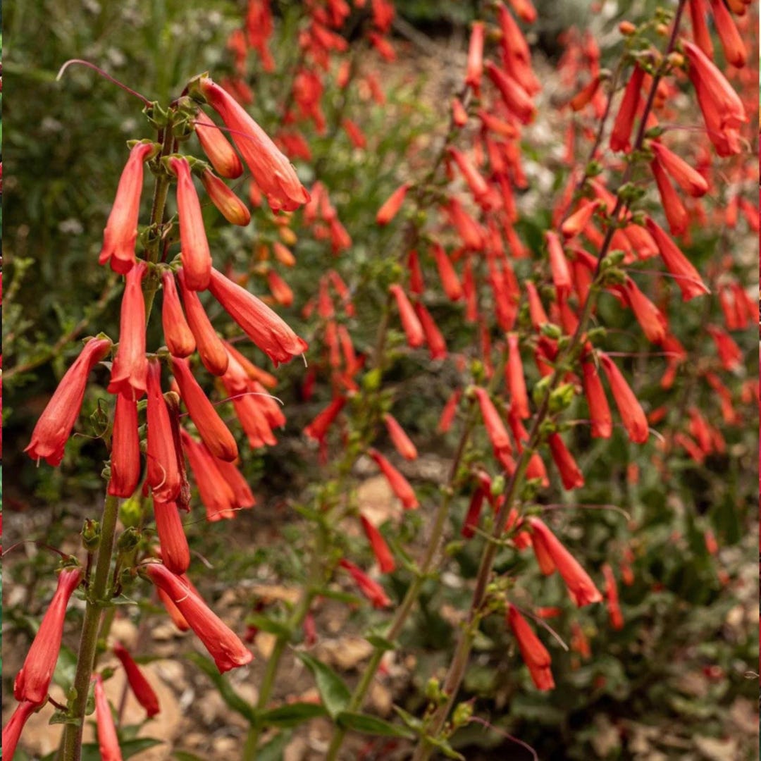 Penstemon Eaton’s Red – Perennial Beardtongue Flower, USA Native Non ...