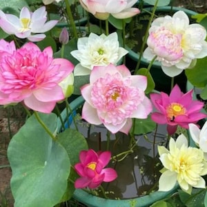 May include: A set of three ceramic mugs with a speckled, matte finish. The mugs are in shades of cream, light gray, and dark gray. Each mug has a simple, minimalist design and a rounded handle.