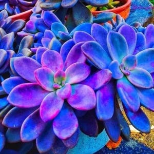 May include: Close-up of vibrant succulents with thick, fleshy leaves. The leaves display a gradient of colors, transitioning from deep purple to bright blue and hints of pink. The plants are in a pot, showcasing their unique texture and color.