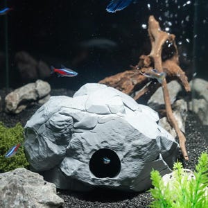 May include: An aquarium scene featuring a gray rock-shaped hideaway with a circular opening. Several colorful fish, including a vibrant blue Betta, swim in the dark water. The tank also includes rocks, driftwood, and green plants.