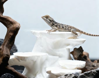 Plataforma de escalada y escondite impresa en 3D para reptiles, estructura de roca con forma de tocón de árbol para lagartos, serpientes, geckos y tarántulas. Decoración para terrarios.