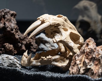Decoración de acuario con calavera de tigre dientes de sable, impresa en 3D, para cueva fósil, para terrario o exhibición de escritorio, con opciones para regalo de acuario.