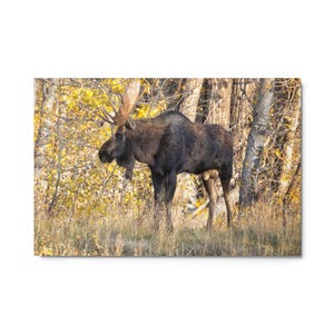 Hoback der Elch und Herbstlaub, Metalldruck - Naturfotografie, Grand Teton Nationalpark, Espen