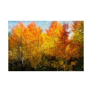 Impresión artística satinada en transición (papel de 300 g/m²) Otoño vibrante, póster, arte de pared, decoración natural, decoración del hogar de otoño, regalo para amantes de la naturaleza.
