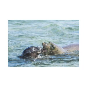 Mother and Pup Monk Seals - RB00 and PK1 - Satin Stretched Canvas Art, Sea Life Decor, Seal Lovers Gift, Marine Wildlife Print