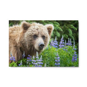 May include: A brown bear's head and shoulders, framed by purple wildflowers and green plants. The bear's fur is a mix of light and dark brown. The background features green foliage.