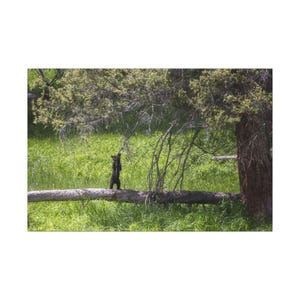 Black Bear Cub Canvas Print: Wildlife Photography Home Decor
