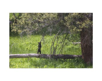 Impresión en lienzo de un cachorro de oso negro: fotografía de vida silvestre para decoración del hogar