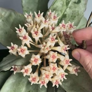 Hoya Mitrata Silver - Etsy