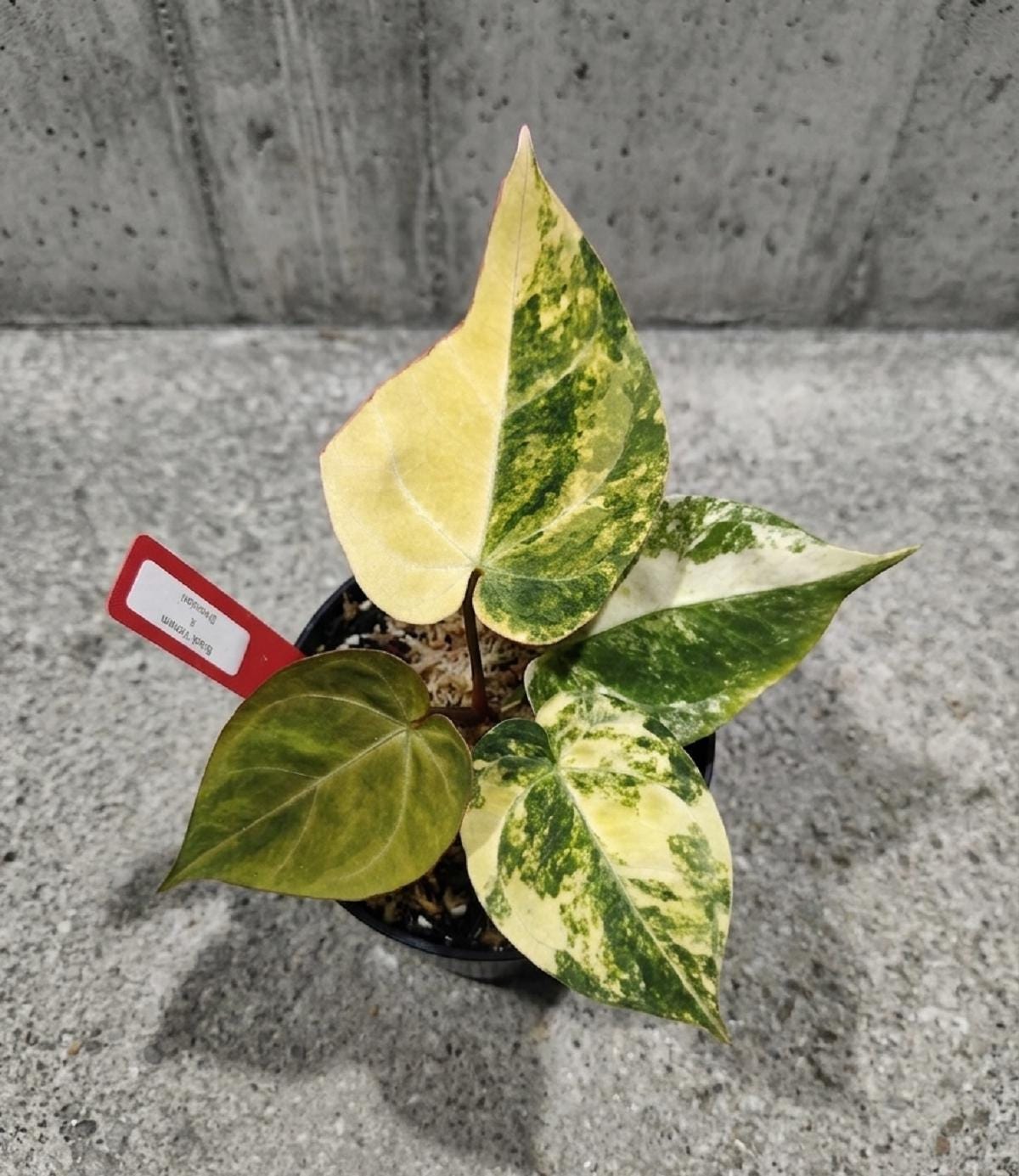 Anthurium dressleri - Etsy 日本