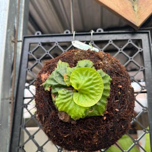 Platycerium Madagascariense - Etsy