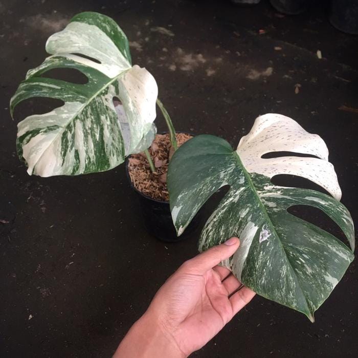 Monstera Albo Variegata White Tiger - Etsy