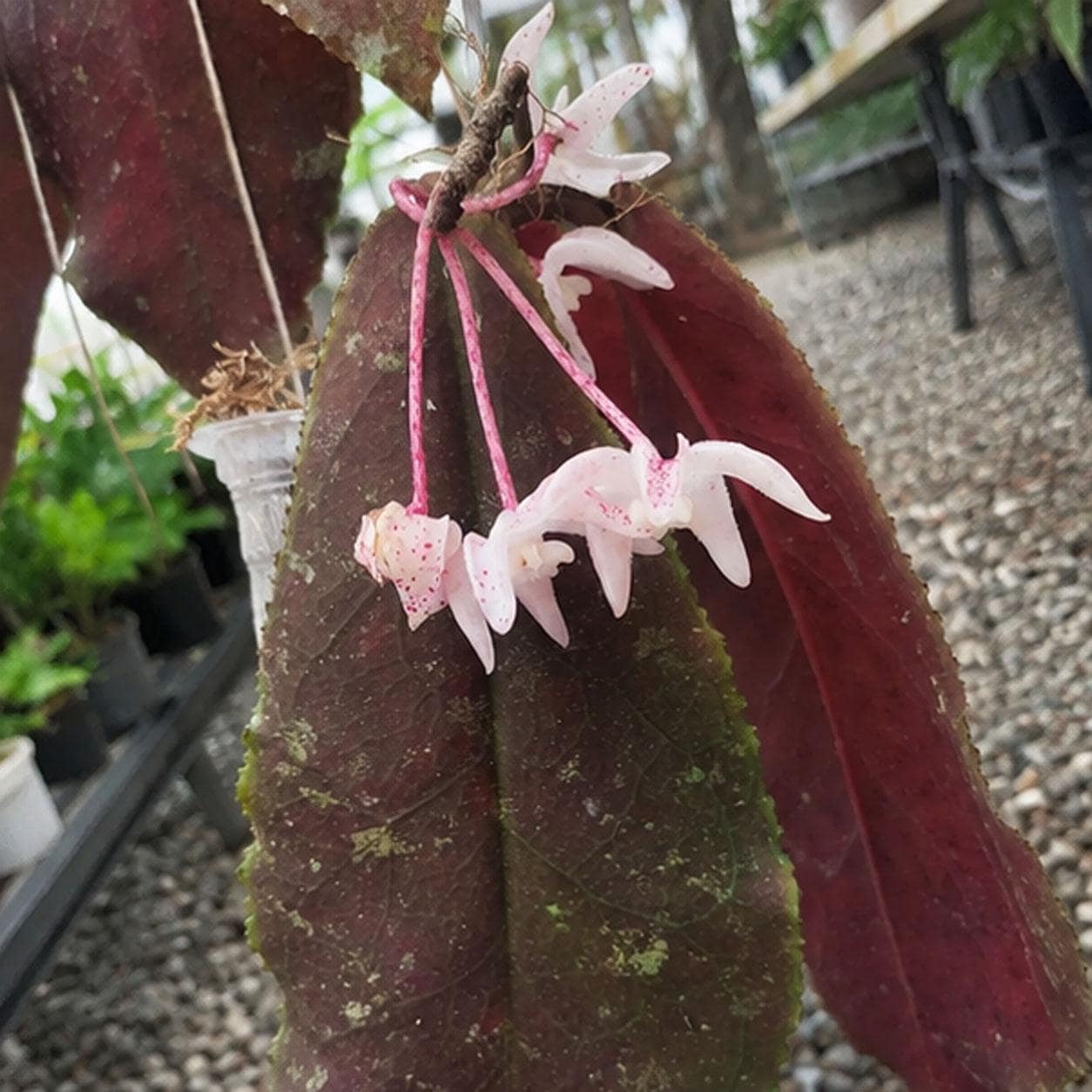 Hoya undulata - Etsy 日本