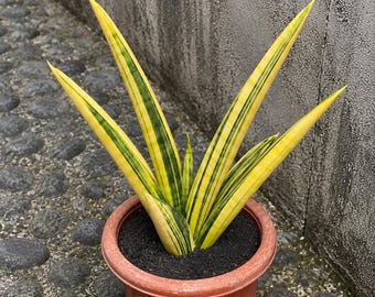 Sansevieria Marsha Anjani - Rare Snake Plant