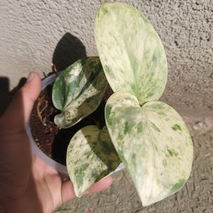 Op de afbeelding: Een kleine potplant met hartvormige bladeren met bonte patronen van crèmewit en donkergroen. De plant staat in een doorzichtige plastic bak gevuld met donkerbruine aarde, wat de opvallende kleurvariaties in het blad goed laat uitkomen.