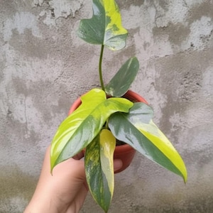 May include: A potted houseplant with variegated leaves. The leaves are a mix of green and yellow, with some sections showing a marbled pattern. The plant is in a small, brown pot, and the background is a textured, gray wall.