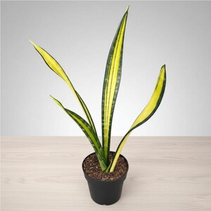 sansevieria trifasciata kaufen Buy Our Sansevieria Robusta, Snake Plant