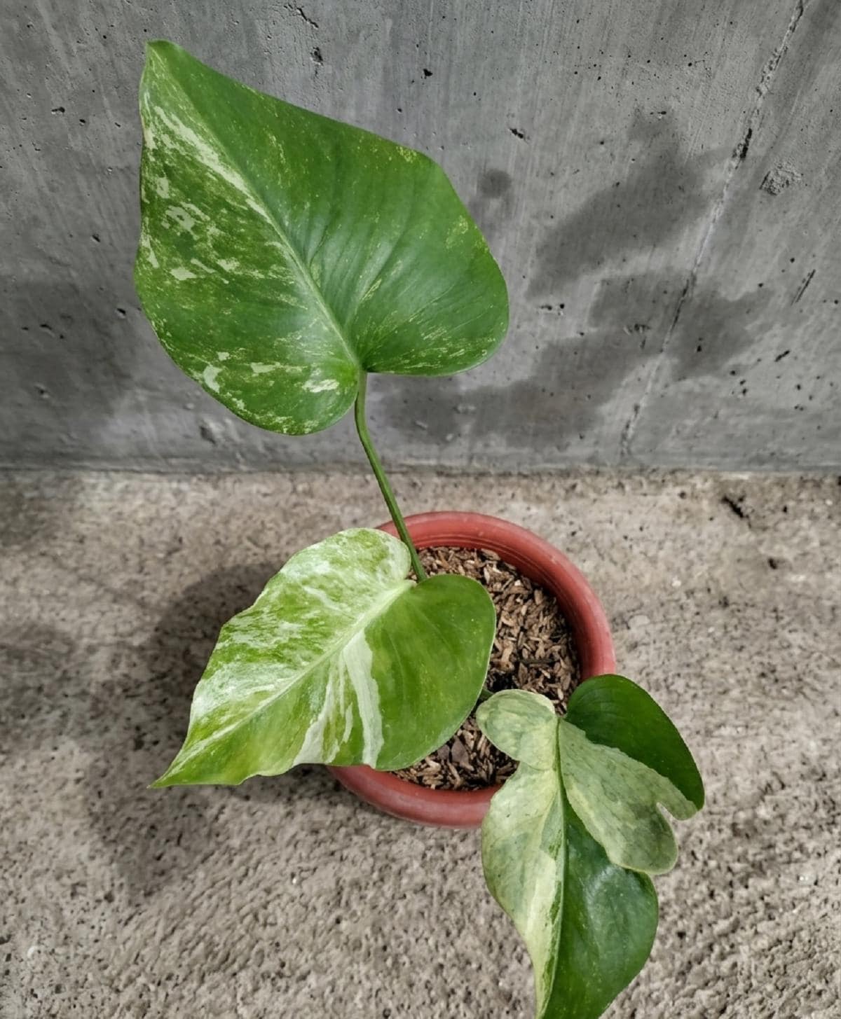 Monstera Oceana - Etsy