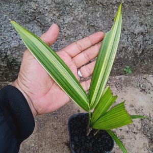 May include: A potted plant with vibrant green and yellow striped leaves. The plant is in a small black square pot filled with dark soil. The leaves are long and slender, with a few showing signs of damage. The background is a textured gray surface.