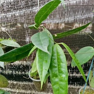 Hoya surisana - Etsy 日本