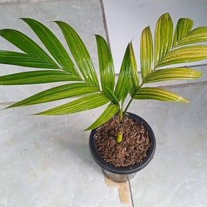 brazilian snake plant Sansevieria trifasciata --Futura Superba Snake Plant--