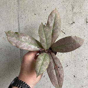 Hoya mitrata - Etsy 日本