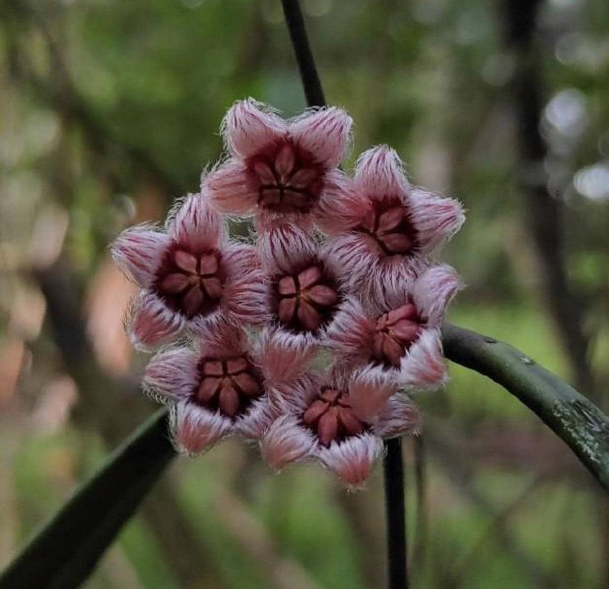 0601 Hoya ホヤsulawesiana スラウェシアナ花座2ヶ所