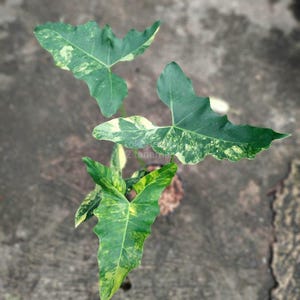 philodendron scandens schneiden Philodendron scandens (M) kaufen