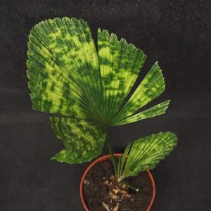 Licuala mapu - Etsy 日本