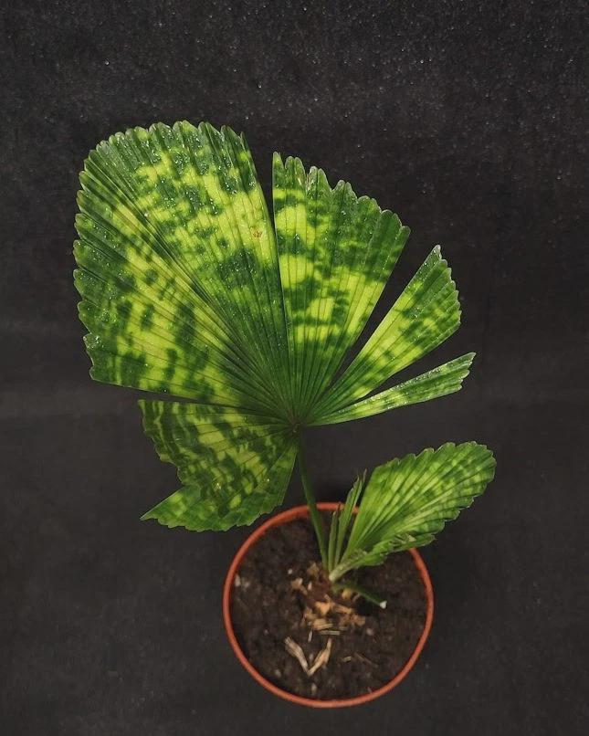 Licuala mapu - Etsy 日本