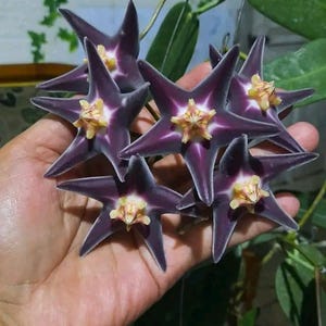 Hoya Stenakei Dark plant - Rare Foliage Hoya, Exotic Veined Leaves