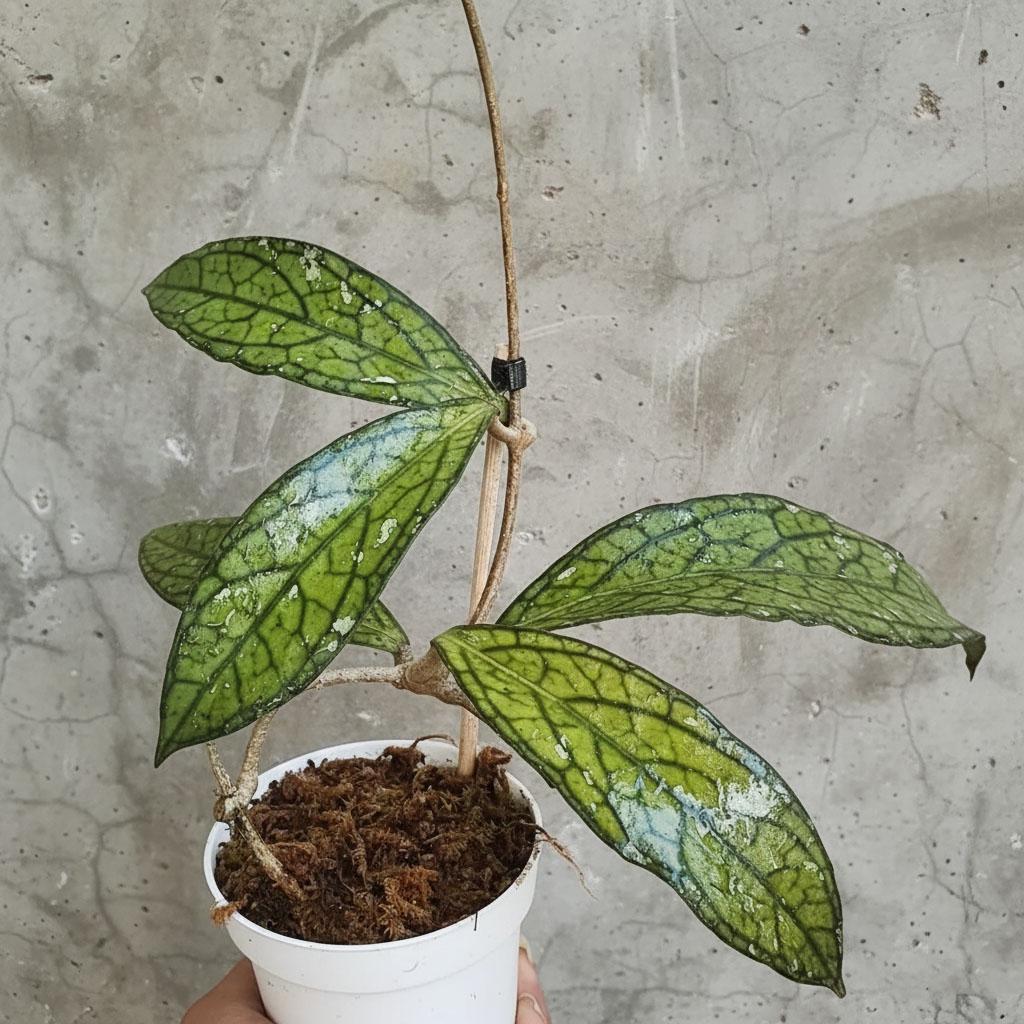 Dunkle Wachsblume Hoya Clemensiorum Dark Leaf - Dunkle Porzellanblume  Wachsblume Raritt Zimmerpflanze