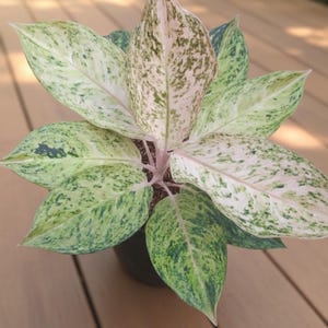 Aglaonema stripes - Etsy 日本