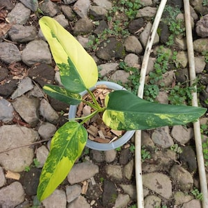 philodendron golden dragon variegata Philodendron Golden Dragon - Live Arrival Guarantee