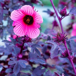 May include: Close-up of a vibrant pink flower with a dark center, set against a backdrop of deep purple foliage. The flower's petals display delicate lines, and the plant's stems and leaves are a rich purple hue. The image captures the beauty of nature.
