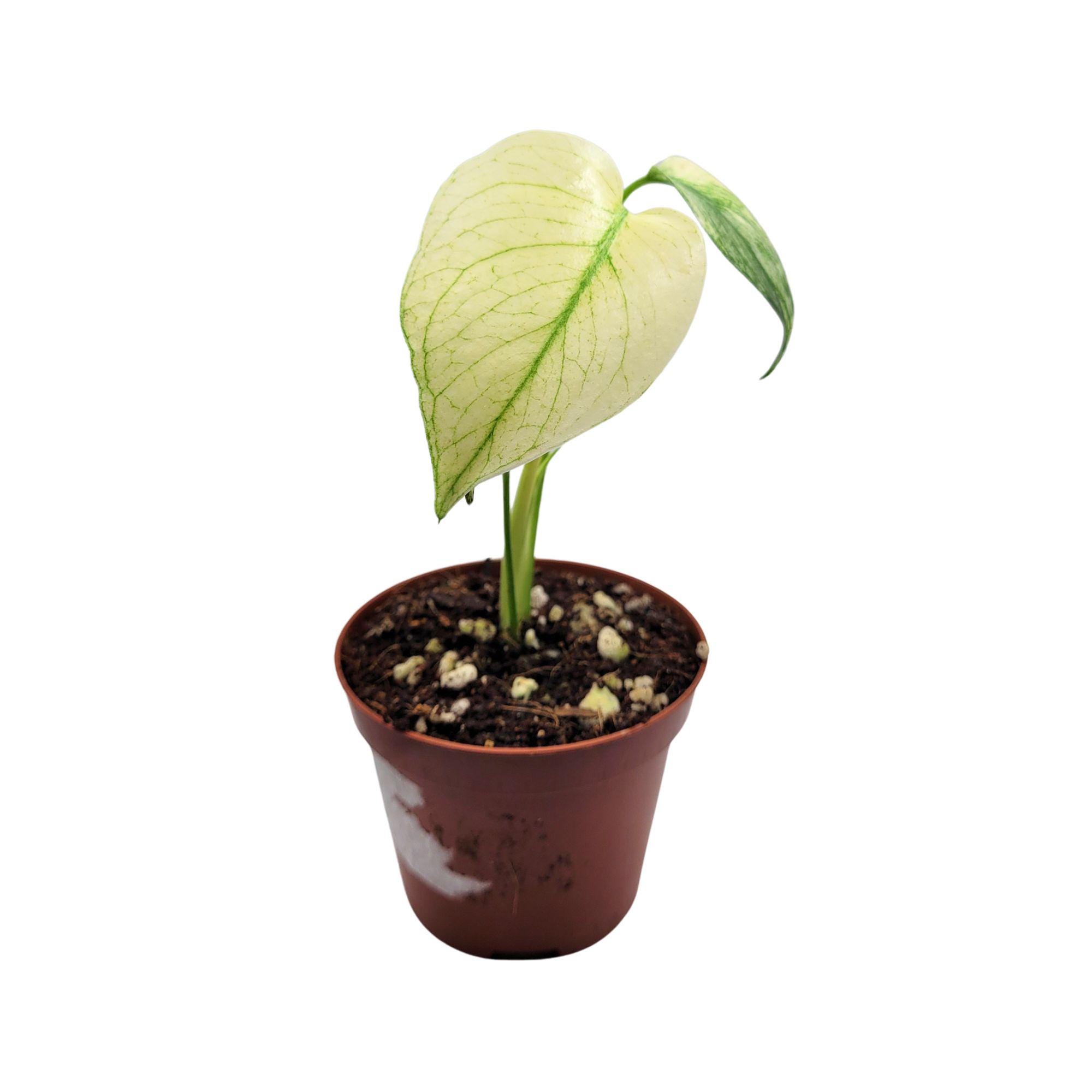 Monstera white monster - Etsy.de