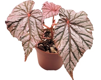 Begonia Ashura
