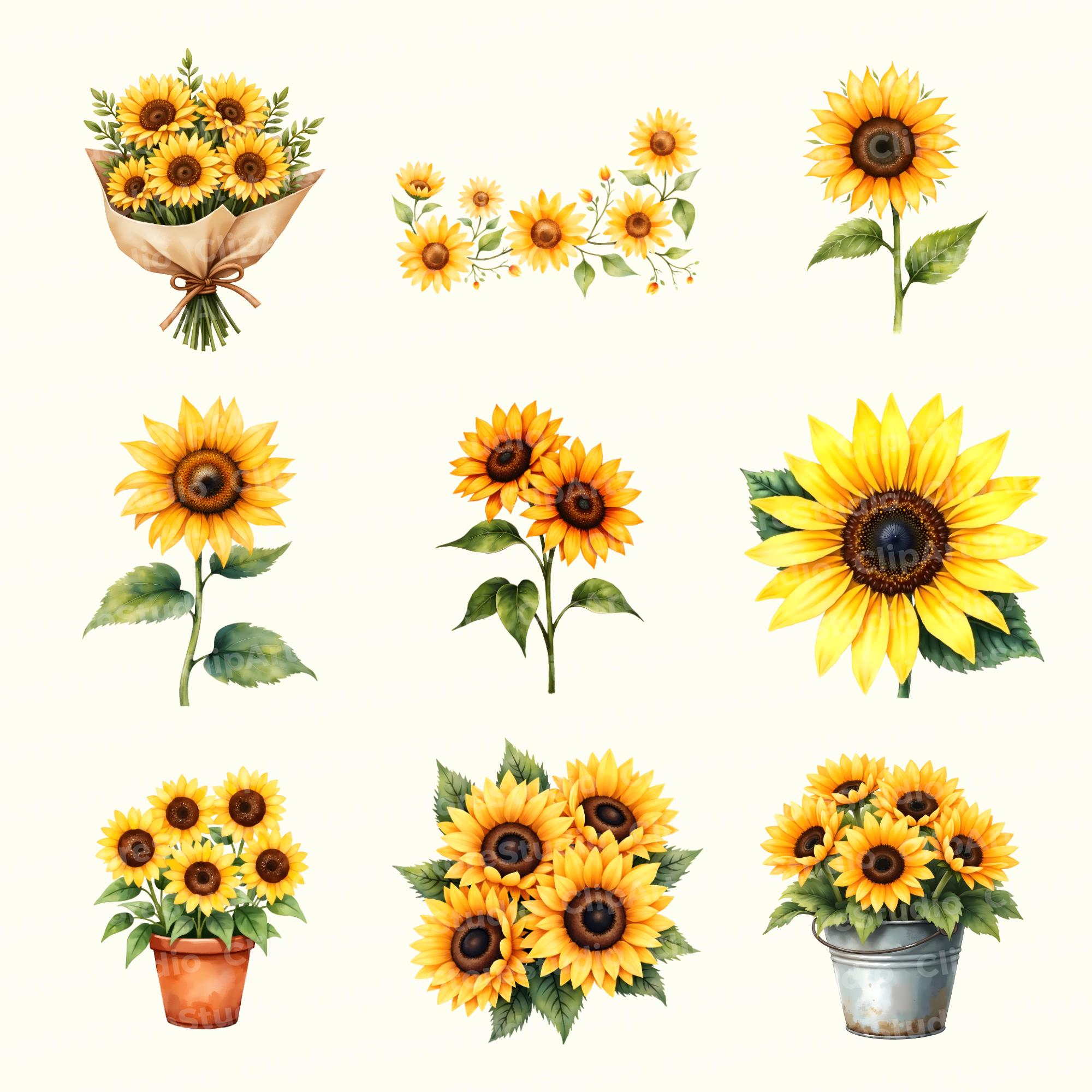 Watercolor Sunflowers Clipart Bundle, Floral PNG Sublimation, Sunflower ...