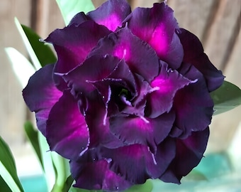 Rosa del desierto / Adenium - ROSA OSCURO - Flores dobles y triples raras, varios colores / 10 semillas.