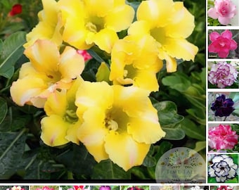 Rosa del desierto / Adenium obesum arabicum / Flores dobles de varios colores - 45 semillas