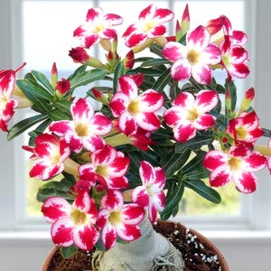 Puede incluir: Una planta de rosa del desierto en maceta con vibrantes flores rojas y blancas estampadas. Las flores tienen forma de estrella con centros amarillos. La planta tiene hojas verdes y está en una maceta marrón, frente a una ventana.