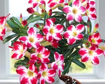 Rosa del desierto: Adenium obesum, árbol de flores tropicales, blanco y rojo raro / 10 semillas.