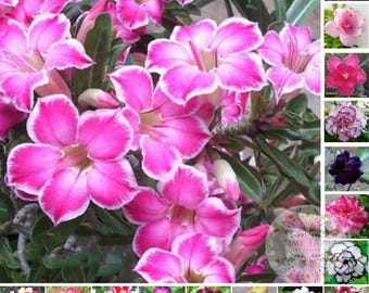 Adenium Obesum Arabicum / Flores dobles de colores variados / 45 semillas (Rosa del desierto)