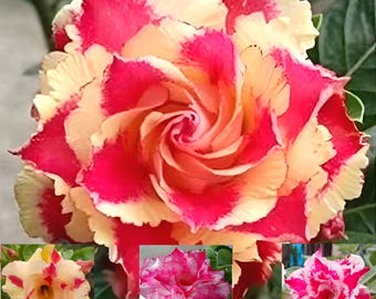 Rosa del desierto Adenium Obesum / Mezcla de flores dobles abigarradas 40 semillas / Flor doble.