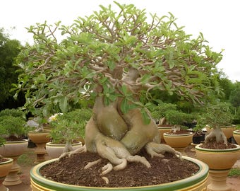 Rara rosa exótica del desierto Adenium Obesum / PHET-BANNA / 10 semillas frescas de Tailandia.