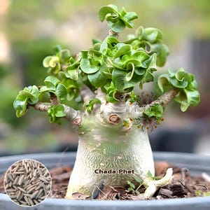 Dorset horn adenium - Etsy 日本