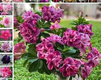 Rosa del Desierto / ADENIUM OBESUM ARABICUM / Mezclar Varios Colores - 45 Semillas.