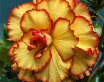 Rosa del desierto / Adenium obesum arabicum / Flores dobles de color amarillo-rojo - 10 semillas