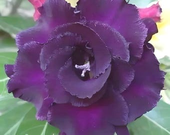 Rosa del desierto vibrante 10 semillas / NIGHT ANGEL / Adenium obesum exótico en morado oscuro